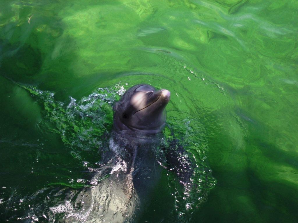 Delfin