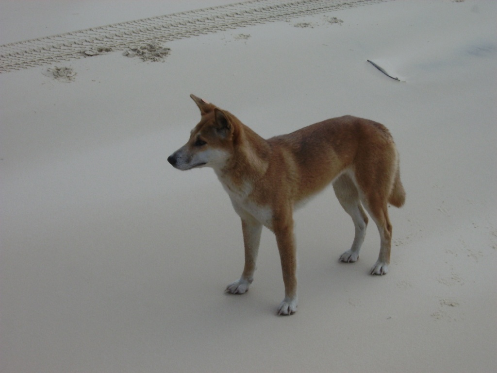 Dingo