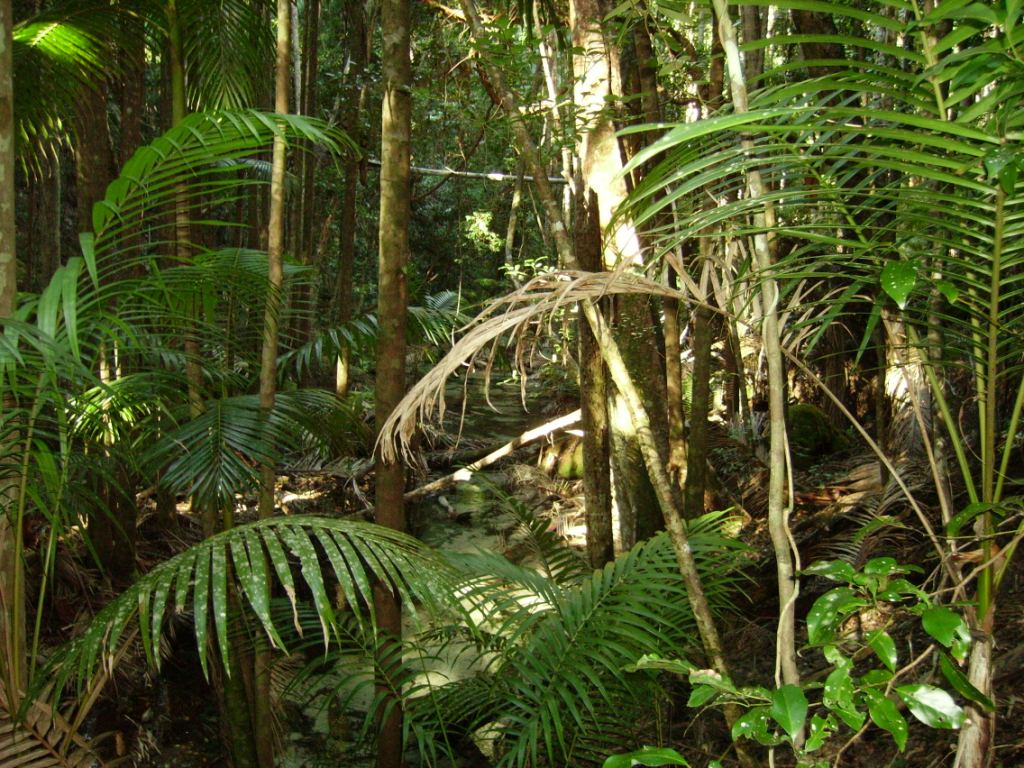 Rainforest