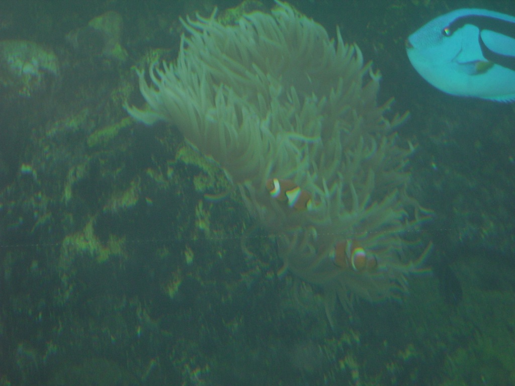Hledá se Nemo.JPG