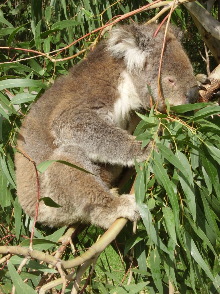 Koala mimo ZOO.JPG