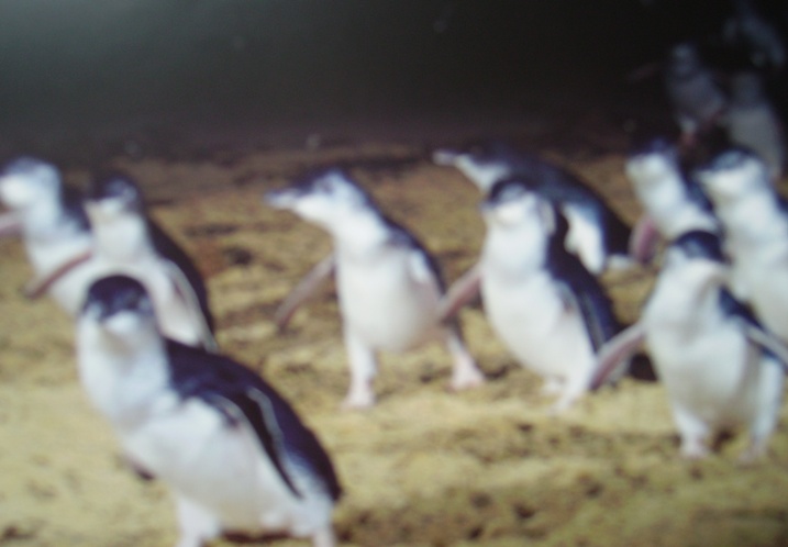 Penguin Parade.JPG
