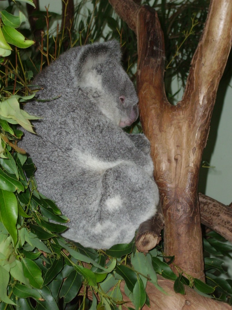 Koala