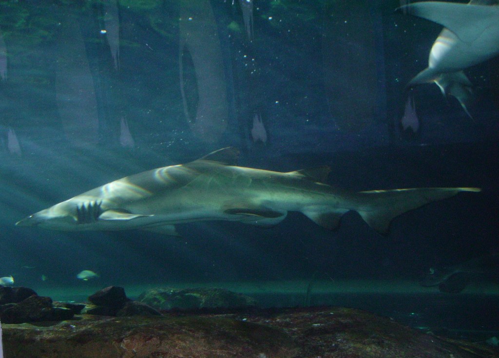 Sydney Aquarium part 2