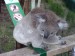 Koala v pohybu.JPG